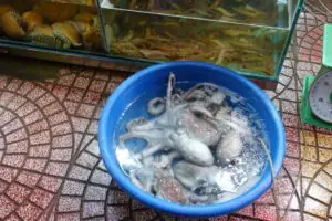 Cat Ba Island – Foto 6 von 46