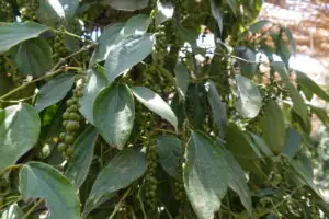 Kampot – Wo der Pfeffer wächst – Foto 9 von 39