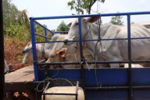 Kampot – Wo der Pfeffer wächst – Foto 11 von 39