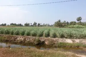 Kampot – Wo der Pfeffer wächst – Foto 17 von 39